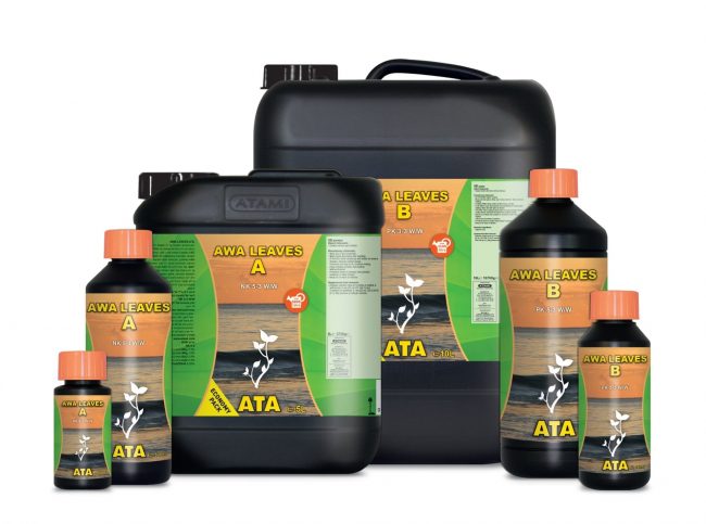 ATA_Awa_Leaves_A_B_family_8